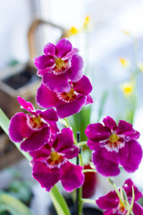 Fototapeta na wymiar Orchid cambria purple colored on a bright background.
