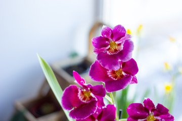 Obraz premium Orchid cambria purple colored on a bright background.