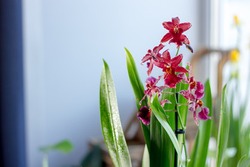 Beautiful orchid flowers