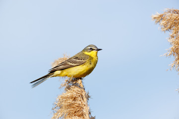 Yellow Wagtail (Motacilla flava).