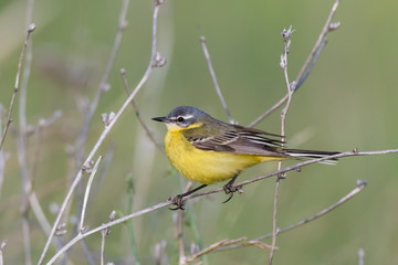Yellow Wagtail (Motacilla flava).