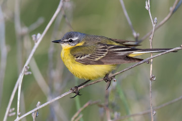 Yellow Wagtail (Motacilla flava).