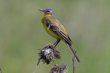 Yellow Wagtail (Motacilla flava).
