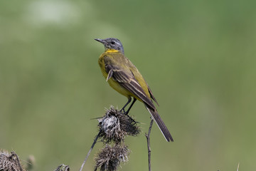 Yellow Wagtail (Motacilla flava).