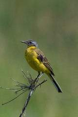 Obraz premium Yellow Wagtail (Motacilla flava).
