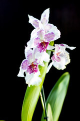Fototapeta na wymiar Orchid flowers on black
