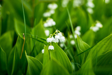 Forest, wild flowers. delicate flowers against a background of pine forest in May and April.Spring landscape. flowers lily of the valley.Florescence of lily of the valley in spring.