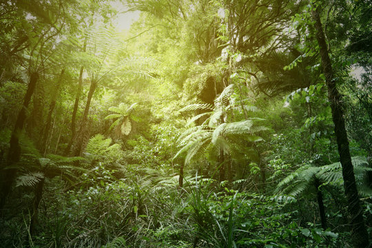 Sunlight shining through canopy of lush green tropical jungle forest