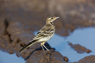 Yellow Wagtail (Motacilla flava).