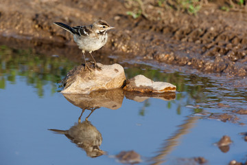 Yellow Wagtail (Motacilla flava).