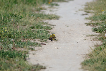 Yellow Wagtail (Motacilla flava).