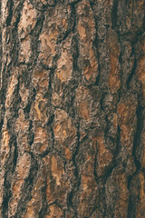 the natural dark tree and wood surface texture or background in vintage, dark or scary style