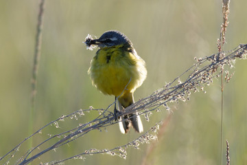 Yellow Wagtail (Motacilla flava).