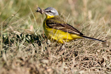 Yellow Wagtail (Motacilla flava).