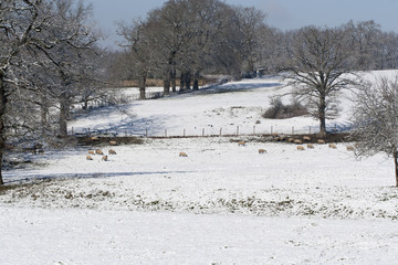 paturage avec moutons sous la neige