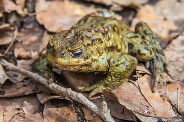 Common toad on the ground