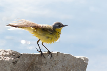 Yellow Wagtail (Motacilla flava).