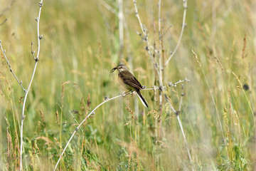 Yellow Wagtail (Motacilla flava).