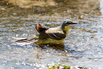 Yellow Wagtail (Motacilla flava).