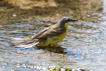 Yellow Wagtail (Motacilla flava).