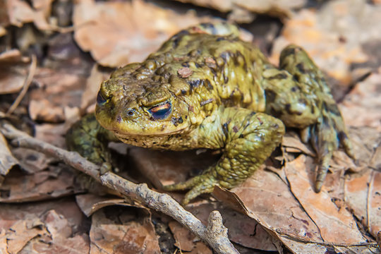 Common toad on the ground
