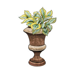 Retro rusty garden vase with hosta and flower. Hand drawn and colored sketch isolated on white background. Vector illustration