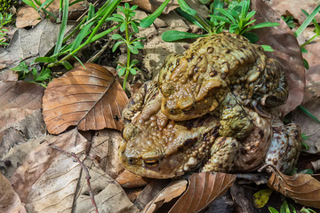 Naklejka premium Common toad on the ground