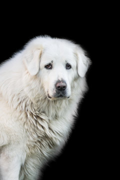 White slovak cuvac dog isolated on black background