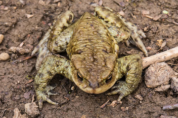 Common toad on the ground