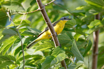 Yellow Wagtail (Motacilla flava).