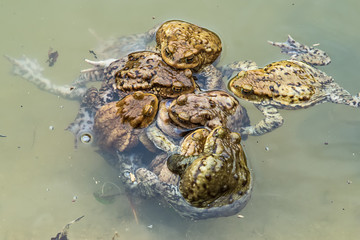 Naklejka premium Common toad in water 