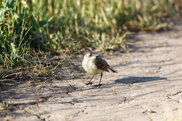 Yellow Wagtail (Motacilla flava).