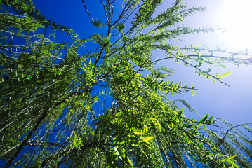 Salix babylonica, Babylon Willow, Weeping Willow, in day light.
