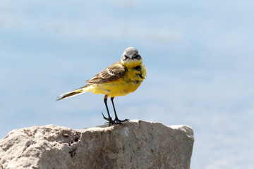 Yellow Wagtail (Motacilla flava).
