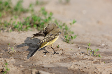 Yellow Wagtail (Motacilla flava).