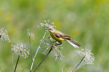 Yellow Wagtail (Motacilla flava).