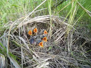 Motacilla flava. The nest of the Yellow Wagtail in nature.