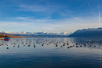 Naklejka premium Beautiful view of Lake Geneva with red boat, snowy mountains and birds on water, Lausanne, Switzerland