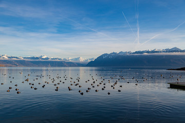 Beautiful view on Geneva lake with birds on water and snowy mountains in France on background. Lausanne, Switzerland