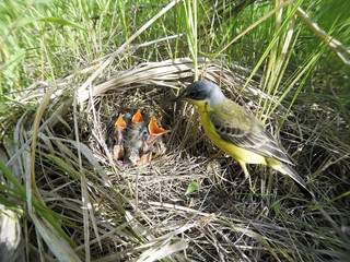 Motacilla flava. The nest of the Yellow Wagtail in nature. © fotoparus