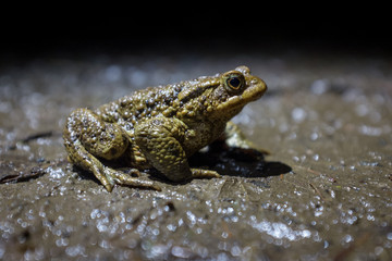 Toad at night