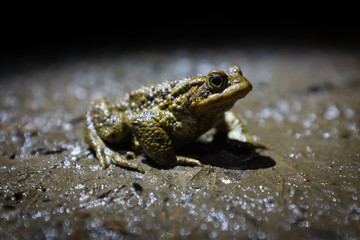 Toad at night