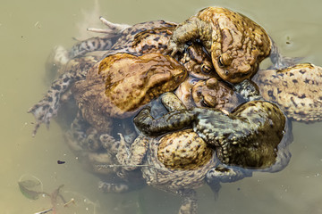 Naklejka premium Common toad in water 