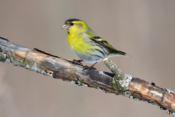 Obraz premium Male of eurasian siskin sits on an old branch: very close, can see every feather, glare in the eye.