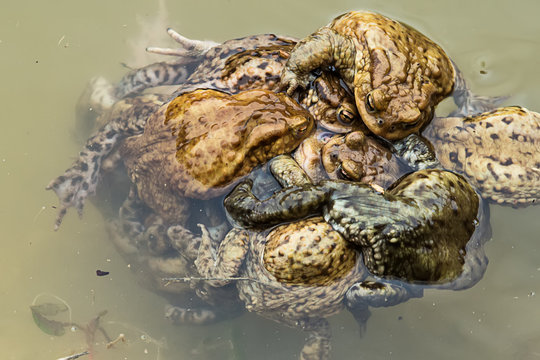 Common toad in water 