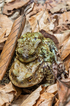 Common toad on the ground