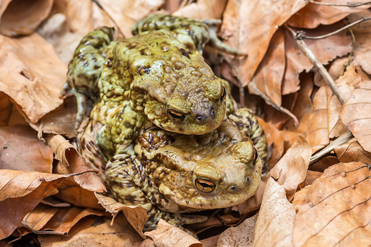 Common toad on the ground