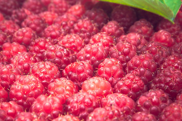 Summer raspberries harvest background    