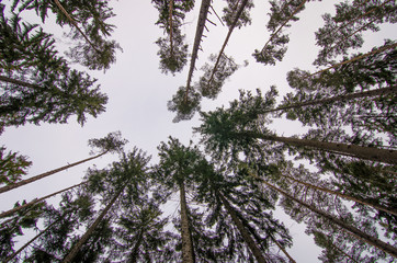 Blick nach oben