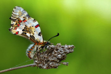 Butterfly   - Stock Image
